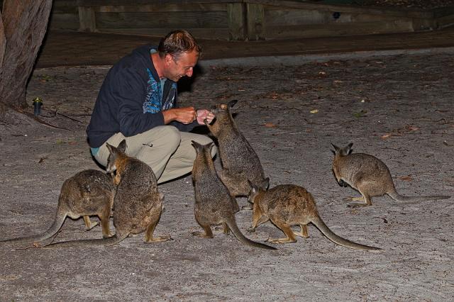 164 Kangaroo Island, tammar wallabies.jpg